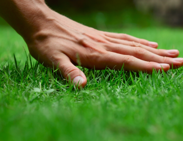 Рулонный газон