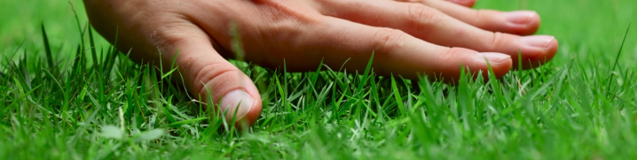 Рулонный газон