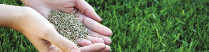 Cмесь семян трав