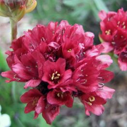 Армерия красная