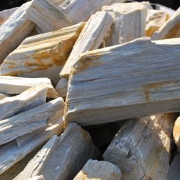 Окаменелое дерево