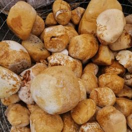 Валун желтый