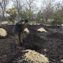 Посадка крупномеров